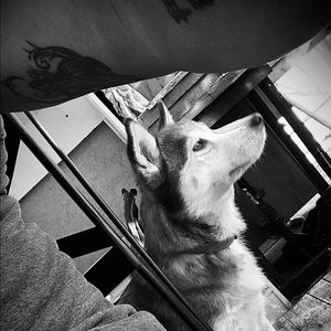 Meet your Posher, Thomas